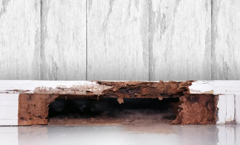 termite damaged wooden wall