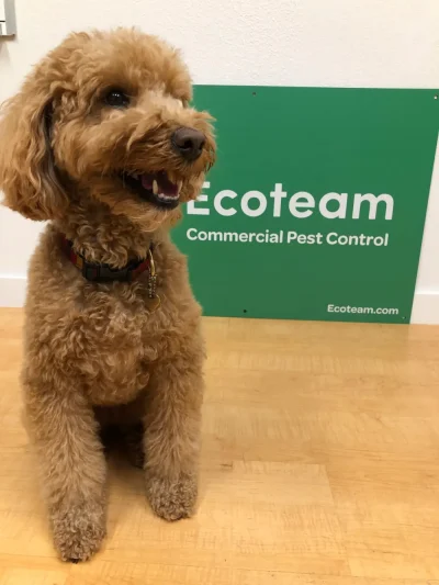 ellie ecoteam dog A picturre of Ellie the Ecoteam office dog